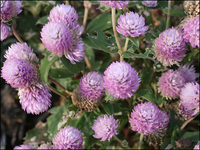 Globe amaranth plants