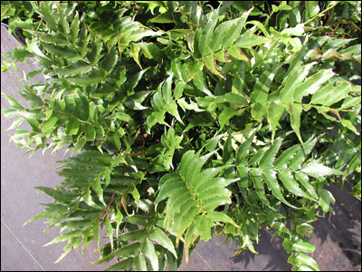 Holly fern foliage