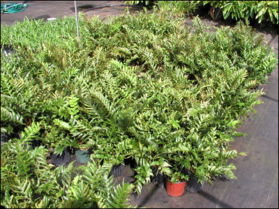 Holly fern plants