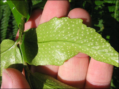 Holly fern underside with spores