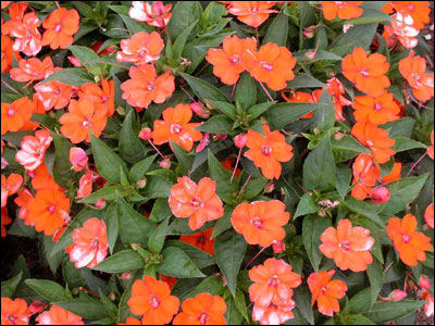 Orange impatiens