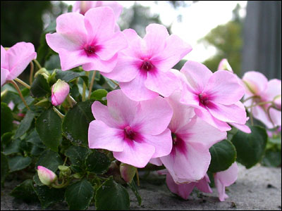 Pink impatiens