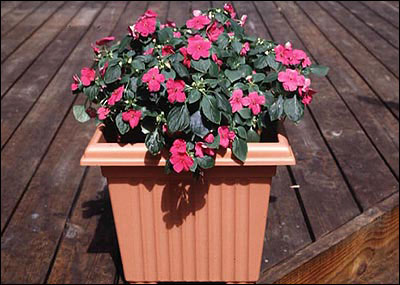 Impatiens in planter on deck