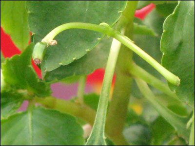 Seed pod of impatien