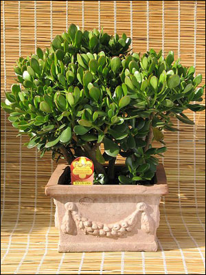 Jade plant