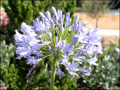 Lily of the Nile flower