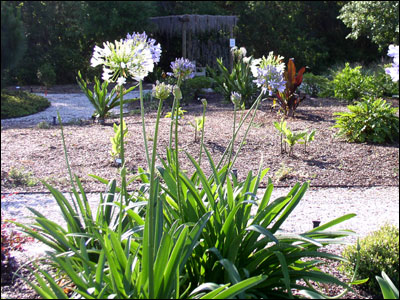 Lily of the Nile plants