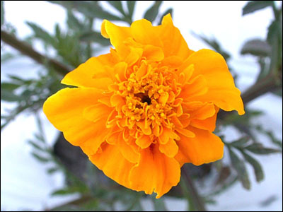 Marigold flower