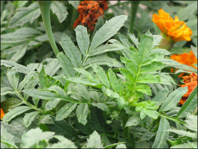 Marigold foliage