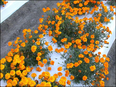 Marigold plants