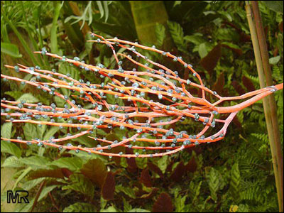 Parlor palm flower