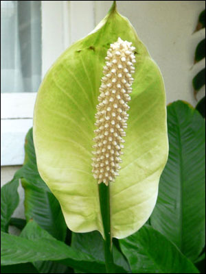 Spathiphyllum flower