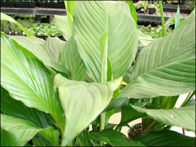 Spathiphyllum foliage