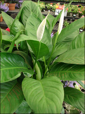 Spathiphyllum plant