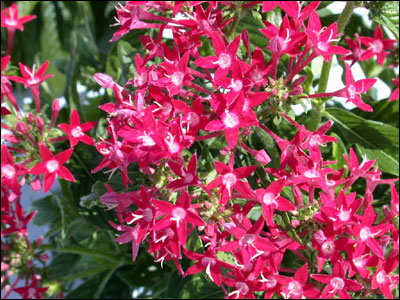 Pentas flower