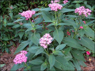 Pentas foliage