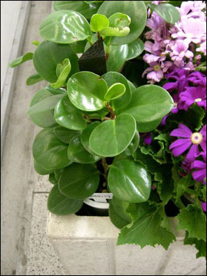 Peperomia foliage