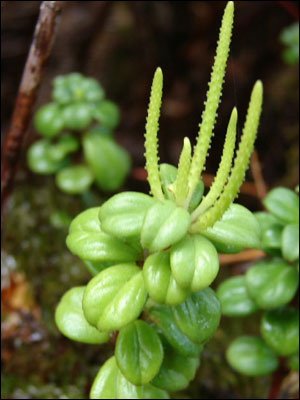 Fruit of peperomia