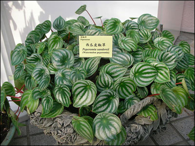 Peperomia plant