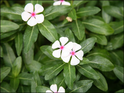 Periwinkle foliage