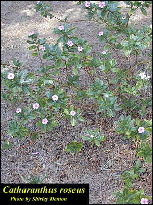 Periwinkle plant