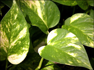 Pothos foliage