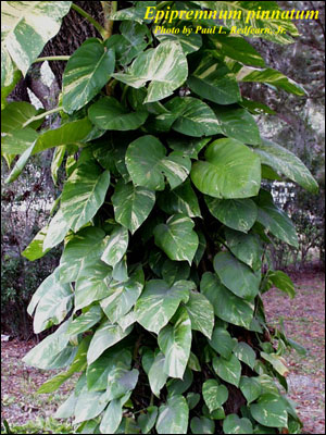 Juvenile pothos