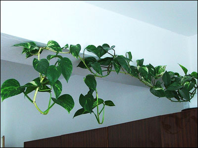 Pothos vine