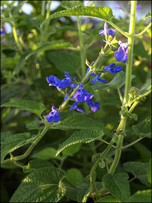 Salvia flower and foliage