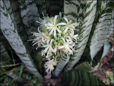 Sansevieria flower