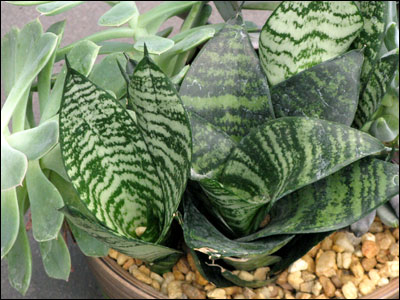 Sansevieria in bird nest form