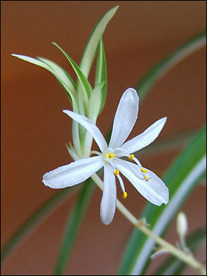 Spider plant flower