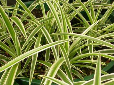 Spider plant foliage