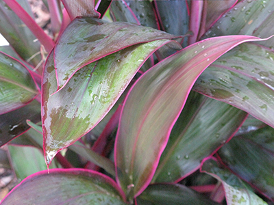 Ti plant foliage detail