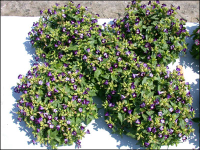 Torenia plant in hanging basket