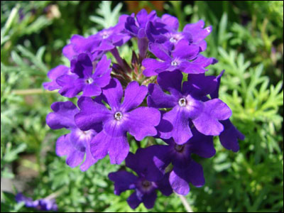 Verbena flowers