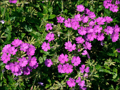 Verbena foliage and flowers