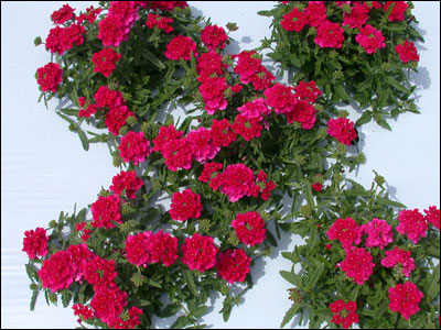 Verbena plants