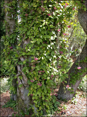 Wax plant growing on tree