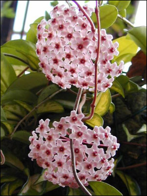 Wax plant flowers