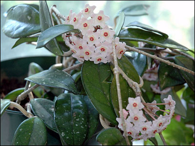 Wax plant foliage and flowers