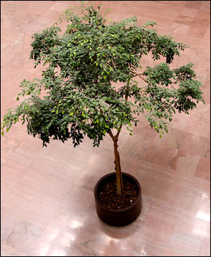 Weeping fig in large container