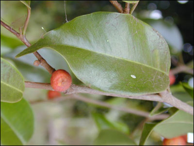 Weeping fig fruit