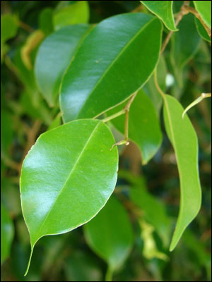 Weeping fig foliage