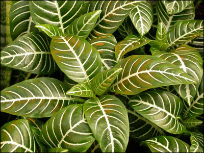 Zebra plant foliage