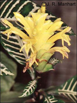 Zebra plant flower