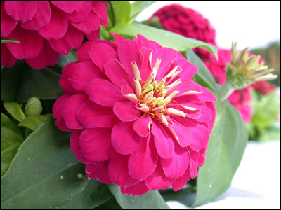 Pink zinnia