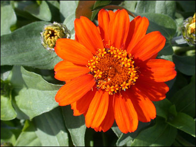 Orange zinnia flower