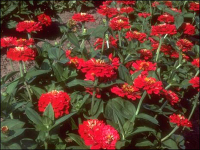 Zinnia flowers and foliage