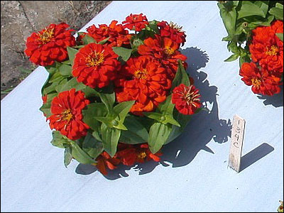 Zinnia plant